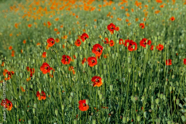 Obraz Beautiful red field poppy flowers on a bright sunny day.