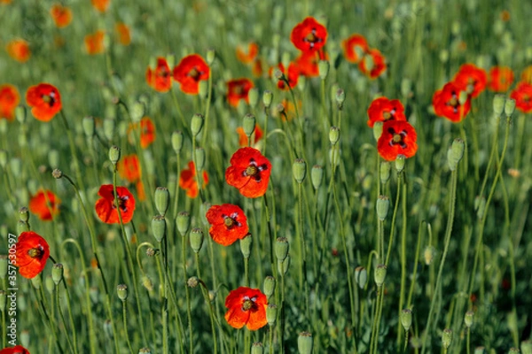 Obraz Beautiful red field poppy flowers on a bright sunny day.