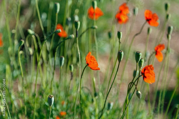 Obraz Beautiful red field poppy flowers on a bright sunny day.