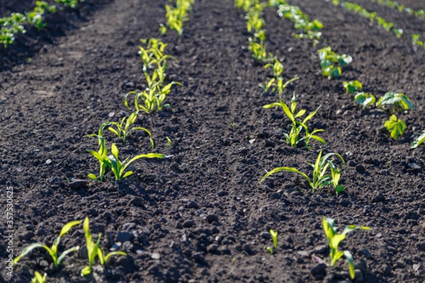 Obraz young shoots of corn in a field of a bed