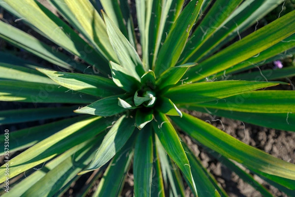 Fototapeta Evergreen Yucca. View from above. Geometric pattern.