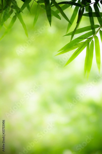 Fototapeta Amazing nature view of green leaf on blurred greenery background in garden and sunlight with copy space using as background natural green plants landscape, ecology, fresh wallpaper concept.