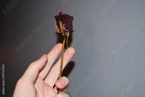 Obraz Dead Rose Held in Hand