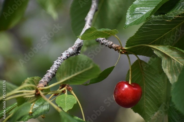 Obraz Cherry on a tree branch