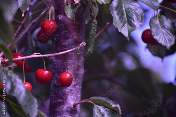 Fototapeta Cherries on a tree