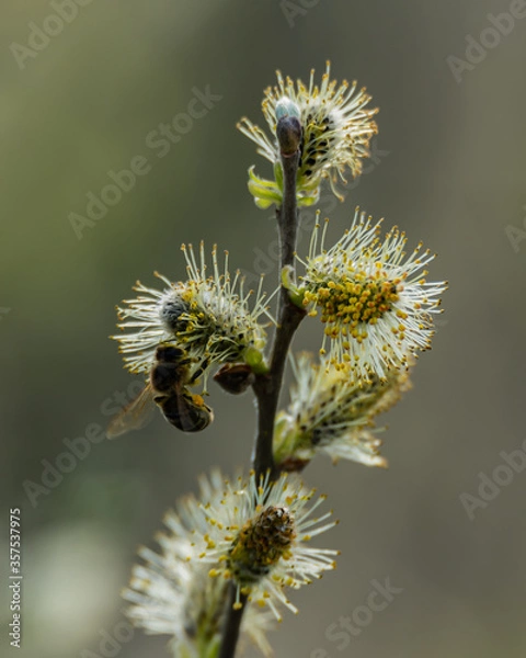 Fototapeta Willow tree in a spring.