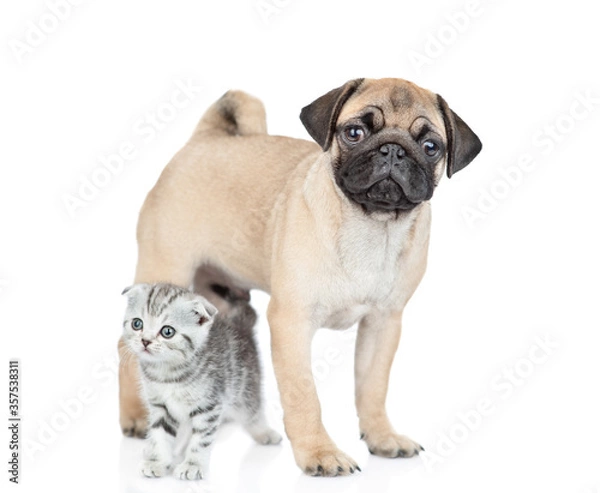 Fototapeta Pug puppy and scottish kitten stand together and look at camera. isolated on white background