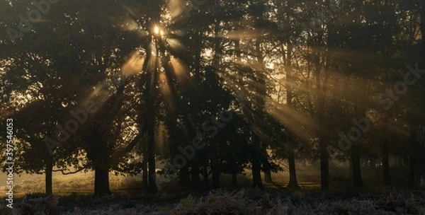 Obraz Poranek w lesie w Londynie