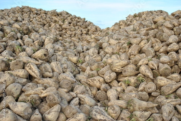 Obraz betteraves 2011 09