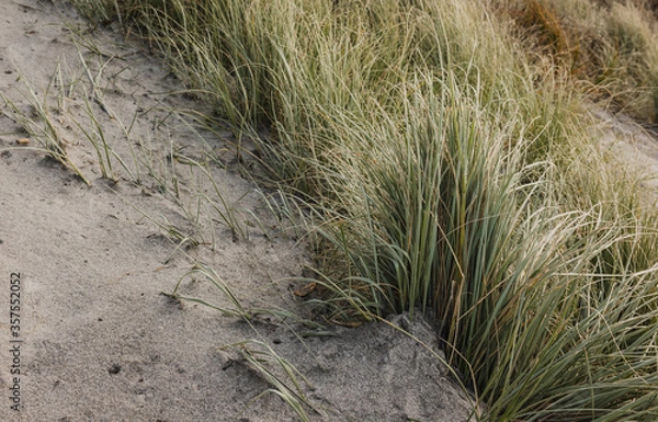 Obraz Sand Dunes on beautiful beach in summer