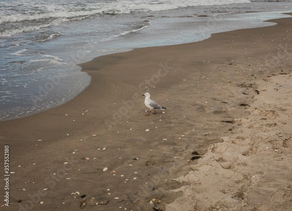 Obraz seagull exploring beautiful beach