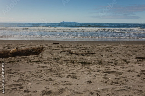 Obraz Driftwood found on beautiful beach on a summers day