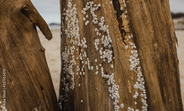 Obraz Cocles attached to driftwood on a beach
