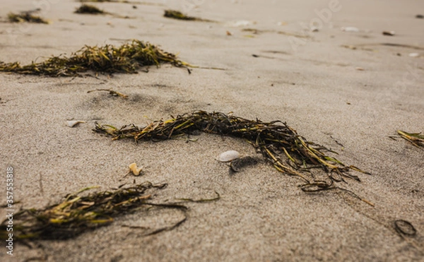 Obraz Seaweed scattered on a summers golden beach with shells