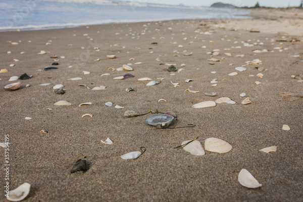 Obraz Shells Scattered on a beauiful summers beach with waves in background