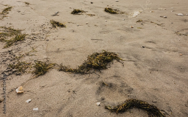 Obraz Seaweed scattered on a summers golden beach with shells