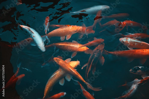 Fototapeta Golden carps and koi fishes in the pond