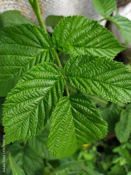Fototapeta fresh mint leaves