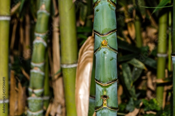 Obraz Green bamboo in the garden.
