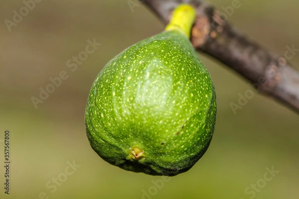 Fototapeta Fig on the branch of a fig tree.