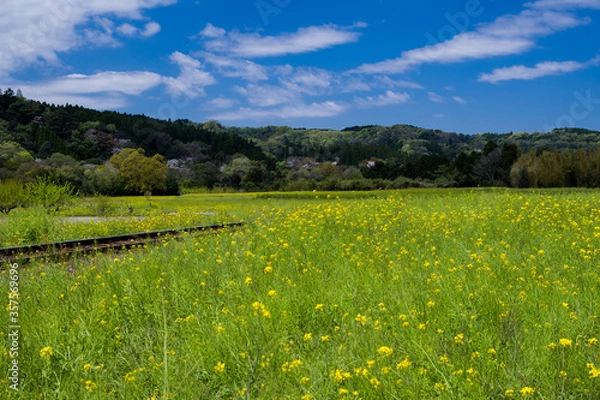 Obraz 菜の花畑と線路