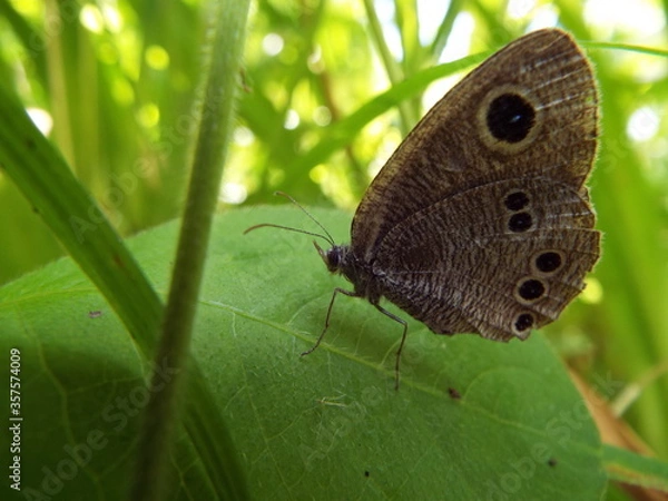 Fototapeta ヒメウラナミジャノメ butterfly