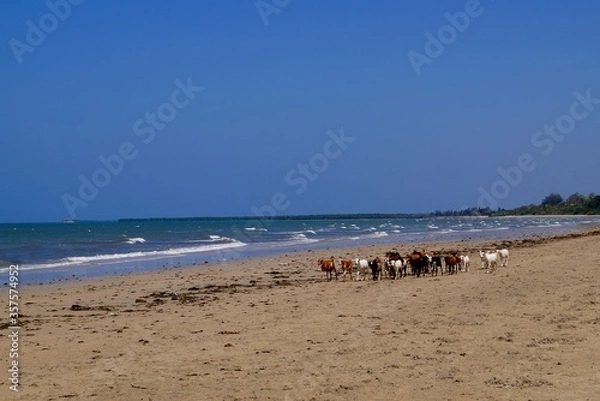 Fototapeta Goat beach walk