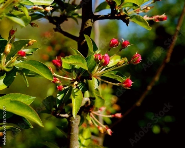Fototapeta Apple blossom closed