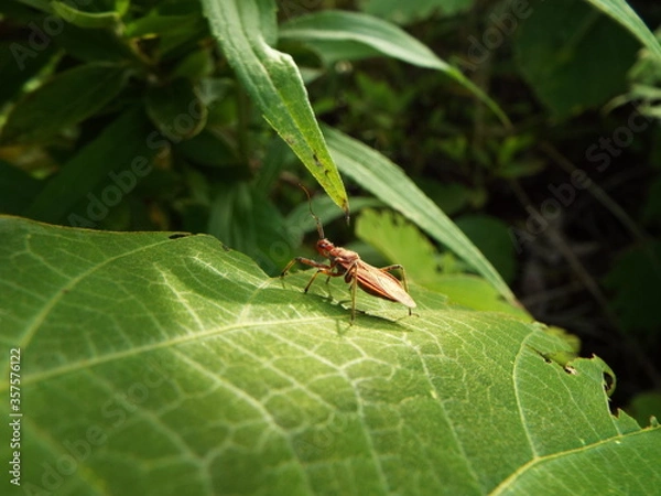 Fototapeta サシガメ assassin bug