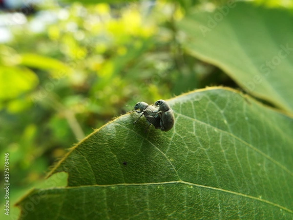 Fototapeta コフキゾウムシ bug