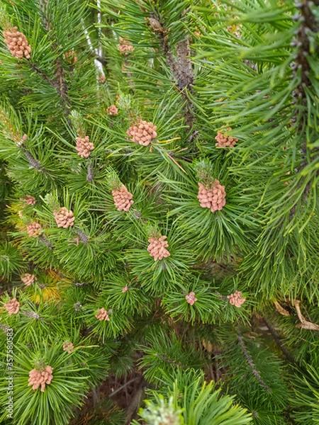 Obraz pine branches with cones