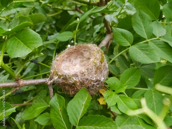 Fototapeta nest on the tree