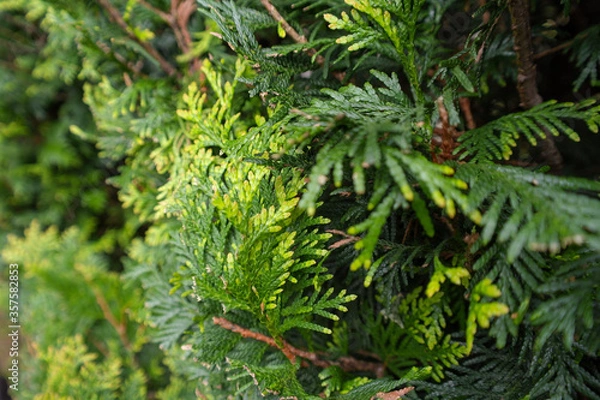 Obraz green thuja 