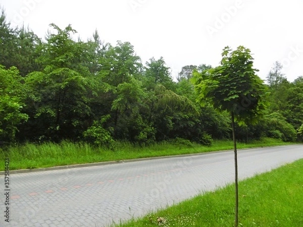 Fototapeta droga do Hotelu Warszawa w Augustowie