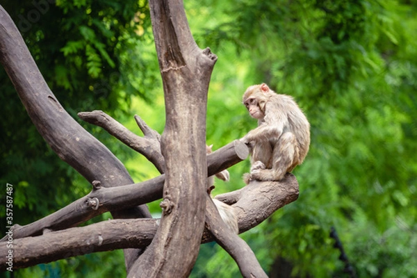 Fototapeta white tailed macaque sitting on a tree