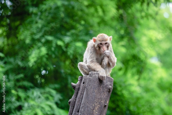 Fototapeta japanese macaque sitting on the tree