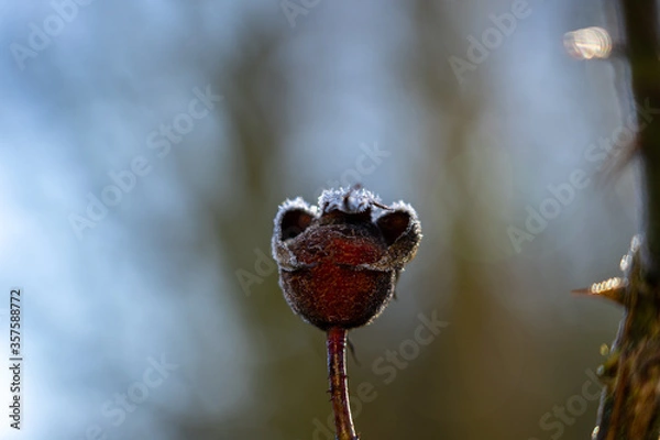Obraz red berries on a branch