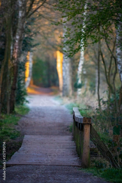 Obraz bridge in the forest
