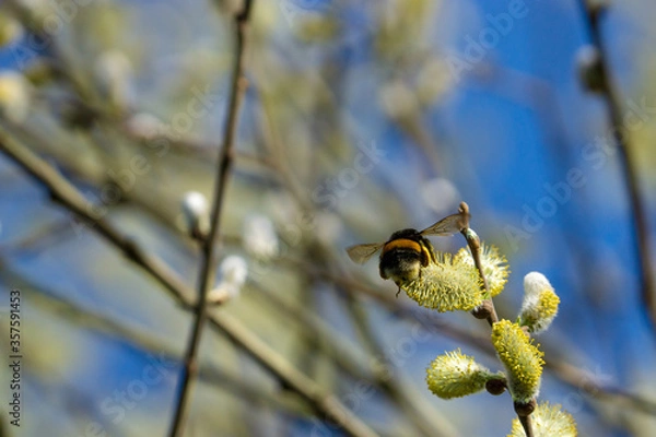 Obraz bumblebee collecting pollen