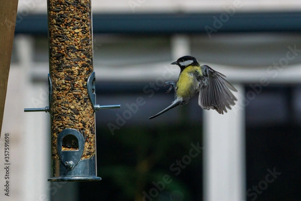 Obraz great tit perched on a feeder