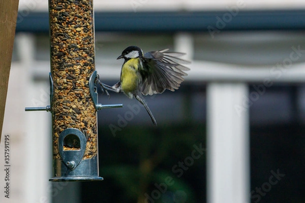 Obraz great tit on feeder
