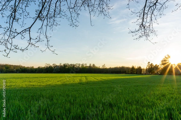Obraz sunset in the field