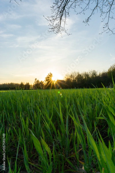 Obraz field at sunset