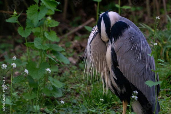 Obraz sleeping grey heron