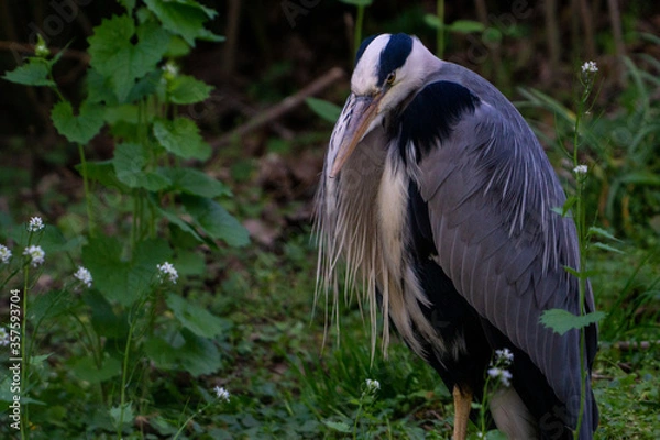 Obraz great grey heron