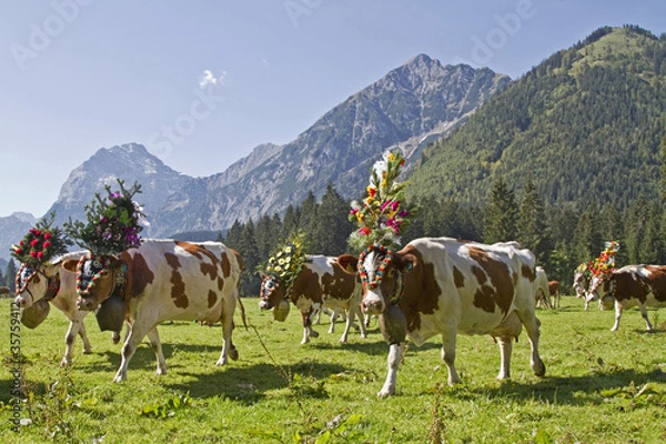 Obraz Almabtrieb 2011