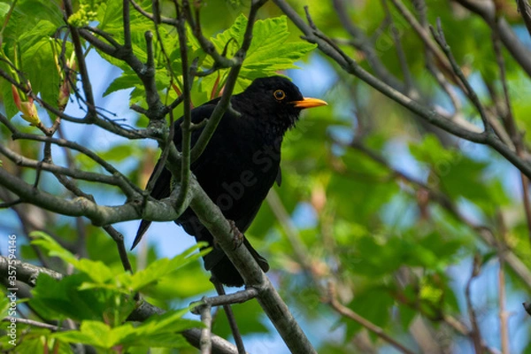 Obraz blackbird on a branch