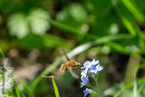 Obraz humbleflie on a flower