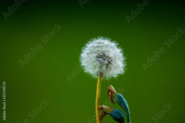Obraz dandelion on green background