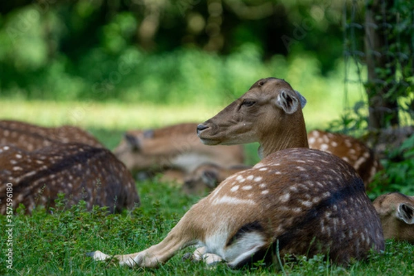 Obraz deer laying on the ground